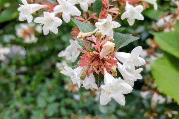 الشجيرات دائمة الخضرة 1 شجيرات دائمة الخضرة - أبيليا غرانديفلورا (Abelia grandiflora)