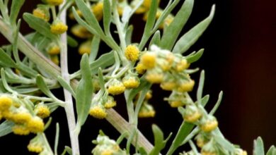 الأفسنتين: الفوائد والاستخدامات 5 الأفسنتين: الفوائد والاستخدامات