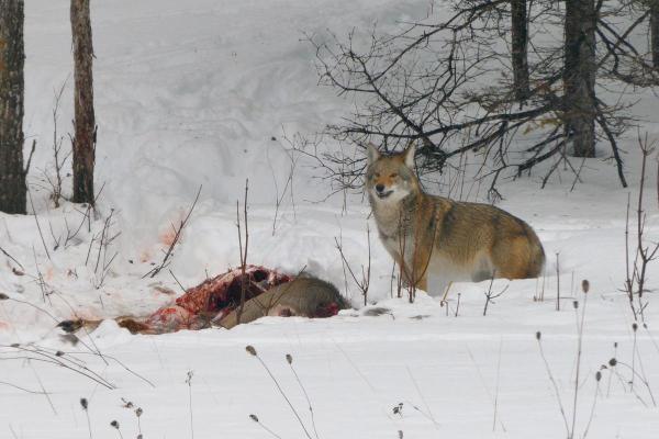 الذئب القيوطي: الخصائص والموئل والنظام الغذائي 2 الذئب القيوطي: الخصائص والموئل والنظام الغذائي - النظام الغذائي للذئب القيوطي