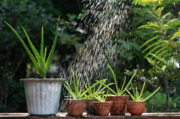 Plantes en pots pour terrasse - Aloe vera
نباتات منزلية للشرفة