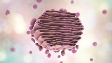 جهاز جولجي: التعريف والدور والرسم التخطيطي