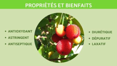 توت القطلب الخصائص والفوائد 5 توت القطلب الخصائص والفوائد