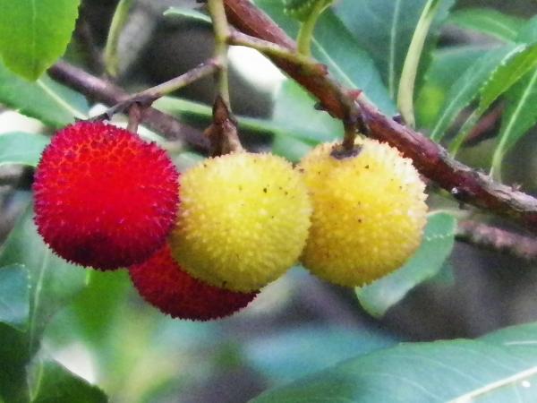 شجرة الفراولة الشائعة - خصائص وفوائد - فوائد شجرة الفراولة