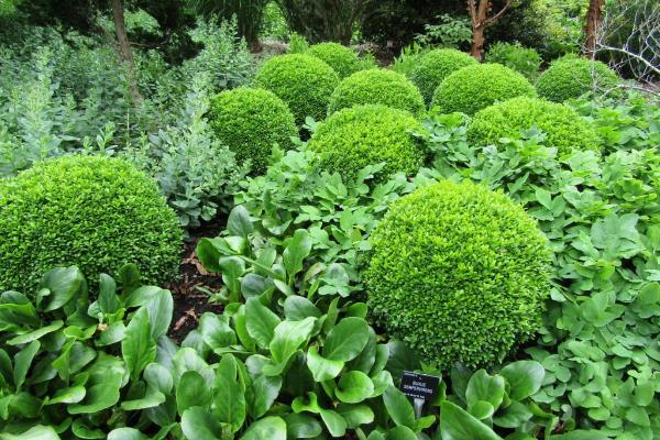 الشجيرات دائمة الخضرة - خشب البقس الشائع (Buxus sempervirens)