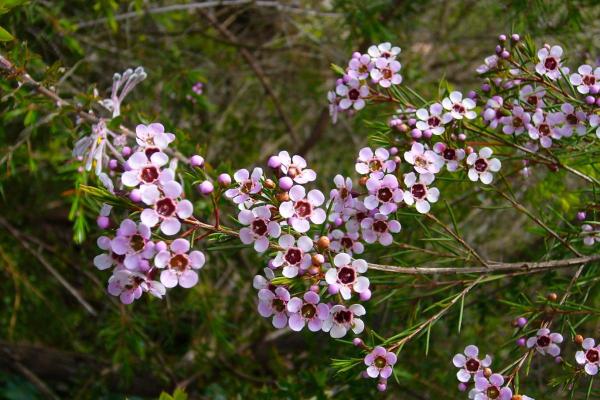 الشجيرات دائمة الخضرة - كاميلوسيوم أونسيناتوم (Chamelaucium uncinatum)