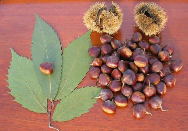 أصناف الكستناء 4 أصناف الكستناء - الكستناء الأمريكي أو Castanea dentata