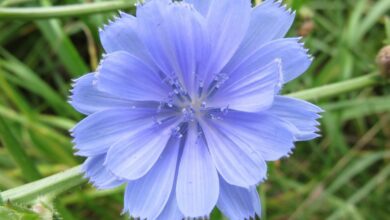 الهندباء البرية: الفوائد والاستخدامات وموانع الاستعمال 38 الهندباء البرية: الفوائد والاستخدامات وموانع الاستعمال