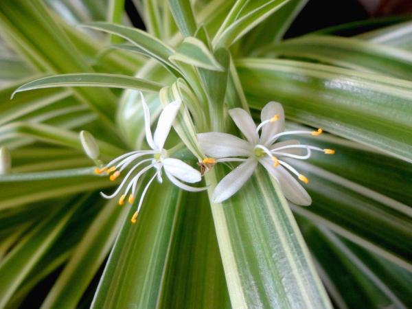 Plantes en pots pour terrasse - Chlorophytum comosum