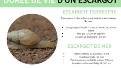 كم يعيش الحلزون؟