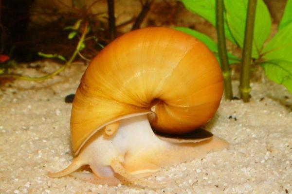 كم يعيش الحلزون؟ - كم يعيش حلزون البحر؟