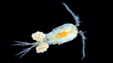 مجدافيات الأرجل: التعريف والخصائص والأنواع 4 مجدافيات الأرجل: التعريف والخصائص والأنواع