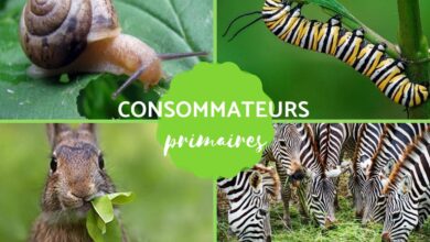 المستهلك الأساسي: التعريف والأمثلة 33 المستهلك الأساسي: التعريف والأمثلة