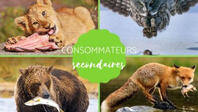 المستهلك الثانوي: التعريف والأمثلة