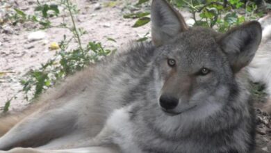 الذئب القيوطي: الخصائص والموئل والنظام الغذائي 7 الذئب القيوطي: الخصائص والموئل والنظام الغذائي