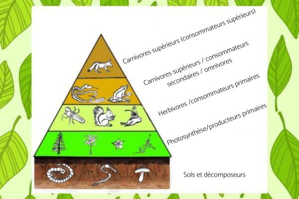 المستهلك الأساسي: التعريف والأمثلة 1 المستهلك الأساسي: التعريف والأمثلة - الكائنات المستهلكة الأخرى