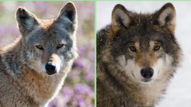 الفرق بين الذئب والذئب القيوطي