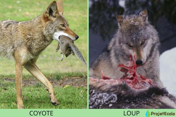الفرق بين الذئب والذئب - اختلافات النظام الغذائي بين الذئاب والذئاب
