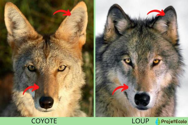الفرق بين الذئب والذئب - الاختلافات الجسدية بين الذئب والذئب