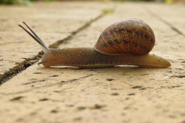 كم يعيش الحلزون؟ - كم يعيش الحلزون البري في الأسر