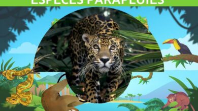 الأنواع المظلية: التعريف والأمثلة