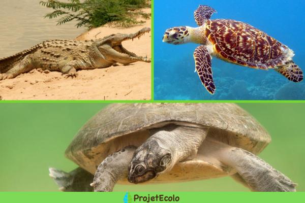 الأنواع المظلية: التعريف والأمثلة - 