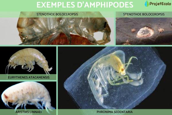 مزدوجات الأرجل: الأمثلة والخصائص 1 مزدوجات الأرجل: أمثلة وخصائص - أمثلة على مزدوجات الأرجل