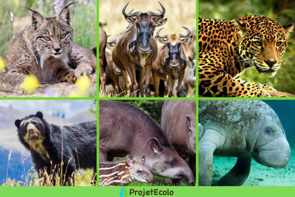 الأنواع المظلية: التعريف والأمثلة - أمثلة على الأنواع المظلية