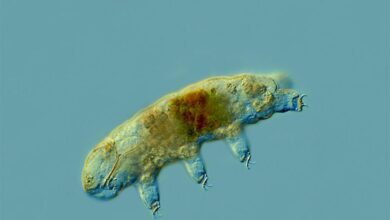 الكائنات المتطرفة: التعريف والخصائص والأمثلة 3 الكائنات المتطرفة: التعريف والخصائص والأمثلة