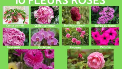 الزهور الوردية