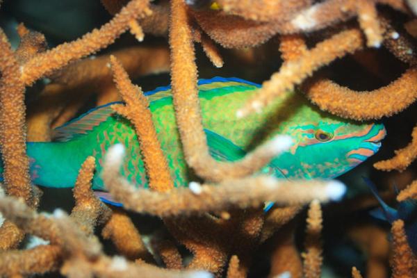 السمك الببغائي: الخصائص والنظام الغذائي والتكاثر 2 أسماك الببغاء: الخصائص والتغذية والتكاثر - موطن أسماك الببغاء