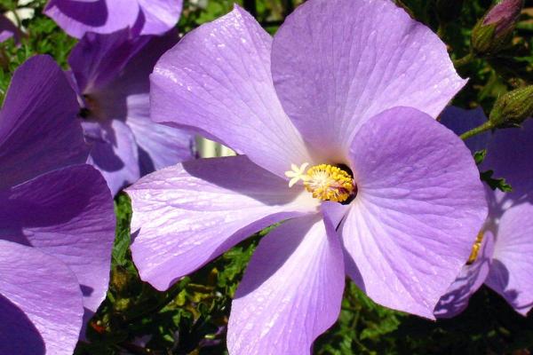 الشجيرات دائمة الخضرة - الكركديه الأزرق الأسترالي (Alyogyne huegelii)