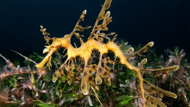 حصان البحر الورقي : الخصائص والنظام الغذائي 35 حصان البحر الورقي : الخصائص والنظام الغذائي