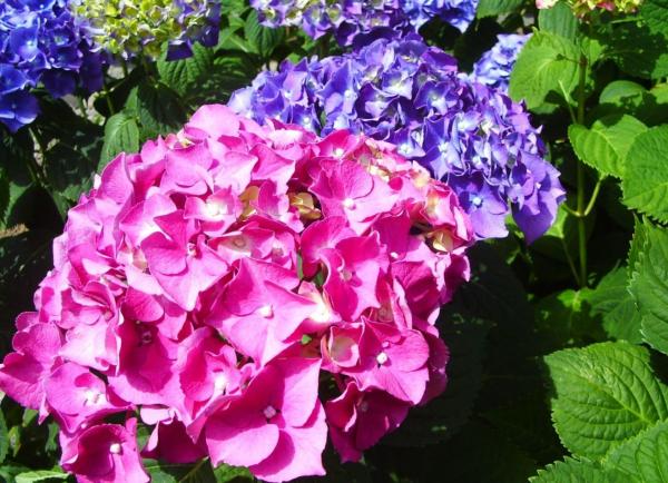 Plantes en pots pour terrasse - Hortensia