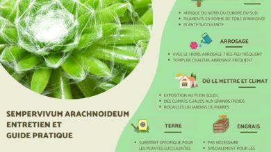 بيت العنكبوت houseleek أو Sempervivum arachnoideum 7 بيت العنكبوت houseleek أو Sempervivum arachnoideum