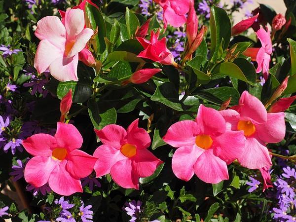 Plantes en pots pour terrasse - Mandevilla