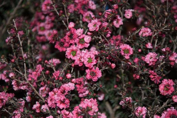 الشجيرات دائمة الخضرة – مانوكا (Leptospermum scoparium)