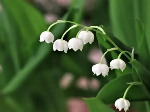 Plantes en pots pour terrasse - Muguet de mai