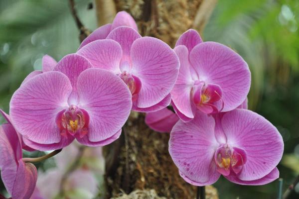الزهور الوردية - الأوركيد (Phalaenopsis)