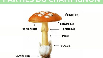 أجزاء الفطر