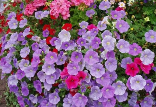 Plantes en pots pour terrasse - Pétunia