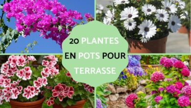 نباتات منزلية للشرفة 16 نباتات منزلية للشرفة