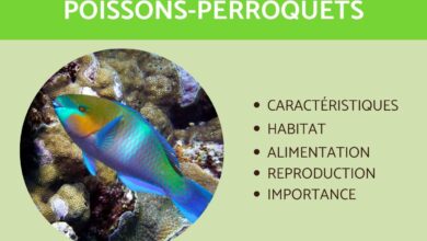 السمك الببغائي: الخصائص والنظام الغذائي والتكاثر