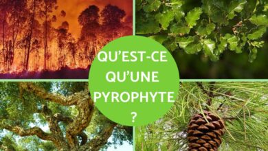 النباتات المحبة للحرارة: التعريف والخصائص والأمثلة