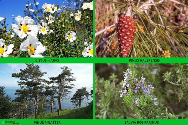 النباتات المحبة للحرارة: التعريف والخصائص والأمثلة - 