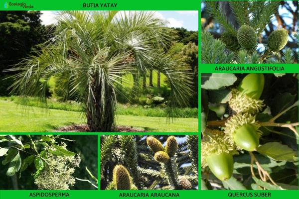 النباتات المحبة للحرارة: التعريف والخصائص والأمثلة - 