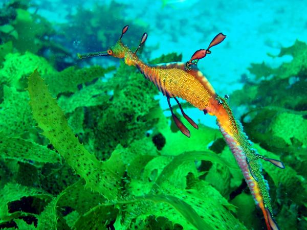 حصان البحر الورقي : الخصائص والنظام الغذائي 1 حصان البحر الورقي: الخصائص والنظام الغذائي - تكاثر حصان البحر الورقي