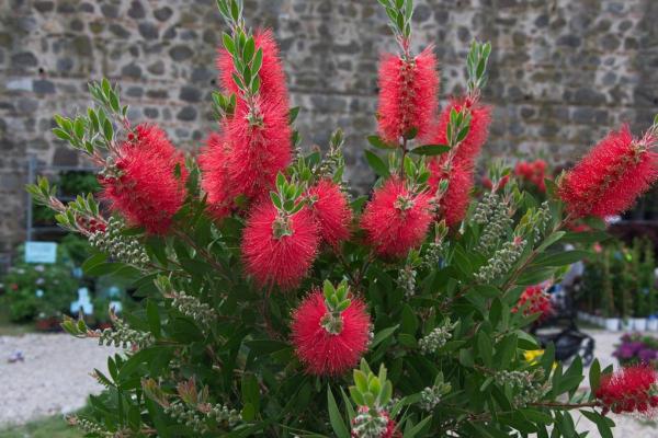 الشجيرات دائمة الخضرة - فرشاة الزجاجة (Callistemon citrinus)