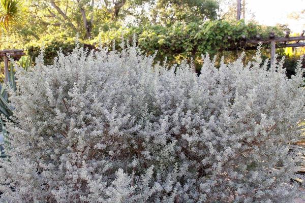 الشجيرات دائمة الخضرة – حكيم الصحراء (Leucophyllum frutescens)