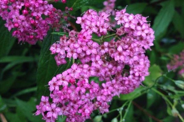 الزهور الوردية - الإسبرية اليابانية (Spiraea japonica)