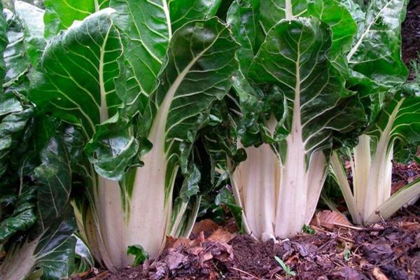 السلق: الفوائد والخصائص وموانع الاستعمال 1 السلق: الفوائد والخصائص وموانع الاستعمال - القيم الغذائية للسلق